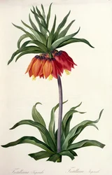 Fritillaria Imperialis aus 